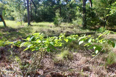 Tbd Gotier Trace Road, Paige, TX 78659 - Photo 24