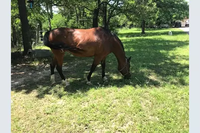 298 Jenkins Road, Cedar Creek, TX 78612 - Photo 26