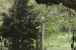 298 Jenkins Rd, Cedar Creek, TX 78612 - Photo 38