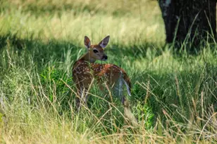 429 Spanish Oak Trail, Harper, TX 78631 - Photo 40