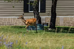 429 Spanish Oak Trail, Harper, TX 78631 - Photo 32