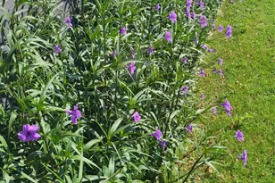 210 Fallwell St, Liberty Hill, TX 78642 - Photo 32