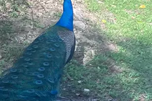 15306 Oklahoma St, Austin, TX 78734 - Photo 20