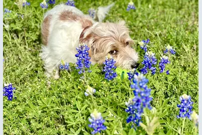 190 Carol Ann Drive, Austin, TX 78737 - Photo 36