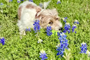 190 Carol Ann Dr, Austin, TX 78737 - Photo 36