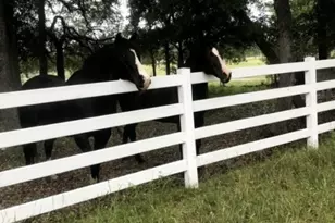 555 River Run, Leander, TX 78641 - Photo 6