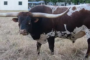 209 Co Rd 310, Rockdale, TX 76567 - Photo 38