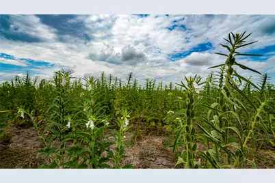 Tbd Fm 3061 #B, Thorndale, TX 76577 - Photo 4