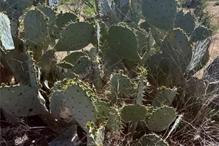 198 Cherry Laurel Ln, Lampasas, TX 76550 - Photo 6