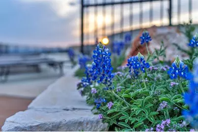 169 Westridge Way, Kingsland, TX 78639 - Photo 8