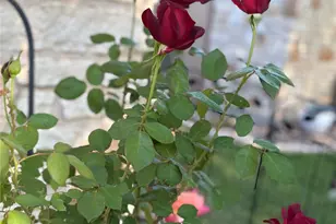 33 Oaks Pl, Lago Vista, TX 78645 - Photo 36