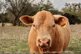 600 Co Rd 257, Liberty Hill, TX 78642 - Photo 8