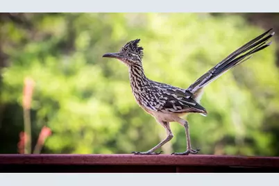1007 Hidden Hills Drive, Dripping Springs, TX 78620 - Photo 32