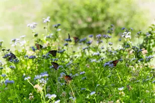 5059 Trainer Wuest Rd, Blanco, TX 78606 - Photo 38