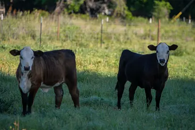 0 Straws Mill Road, Gatesville, TX 76528 - Photo 18