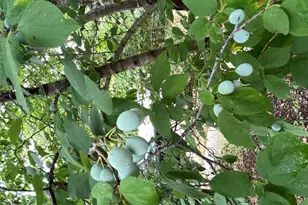 948 Sycamore St, San Marcos, TX 78666 - Photo 4