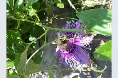 948 Sycamore Street, San Marcos, TX 78666 - Photo 6