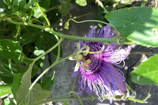 948 Sycamore St, San Marcos, TX 78666 - Photo 6