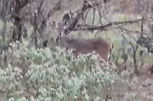 326 The Forest Rd, Dale, TX 78616 - Photo 36