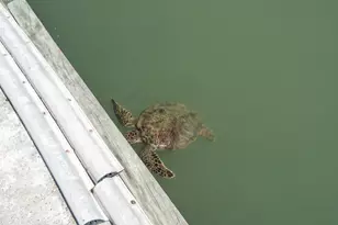 318 W Cotter Ave, Port Aransas, TX 78373 - Photo 12