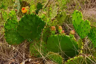769 Three Creeks Dr, Bertram, TX 78605 - Photo 24