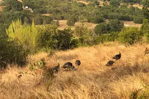 769 Three Creeks Dr, Bertram, TX 78605 - Photo 28
