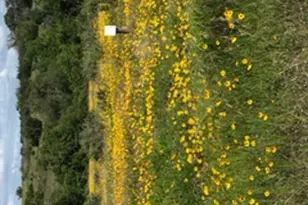 207 Verbena Ct, Johnson City, TX 78636 - Photo 1