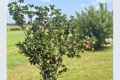 441 Molasses Road, Dale, TX 78616 - Photo 24