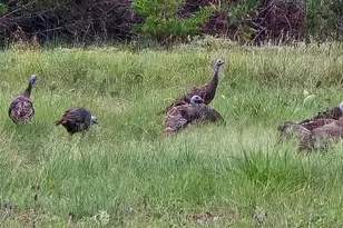 728 Cr 206, Lampasas, TX 76550 - Photo 6