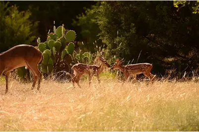717 Puerto Rico Drive, Wimberley, TX 78676 - Photo 16