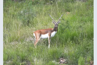 717 Puerto Rico Drive, Wimberley, TX 78676 - Photo 10