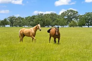 705 Antioch Rd, Paige, TX 78659 - Photo 6