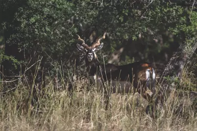 62 Balcones Drive, Johnson City, TX 78636 - Photo 2