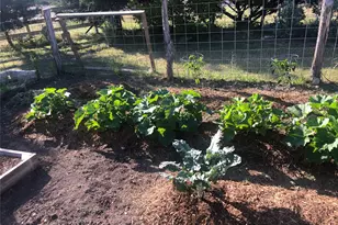 255 Glasscock Rd, Liberty Hill, TX 78642 - Photo 36