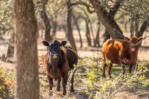 4772-1 County Road 340, Burnet, TX 76905 - Photo 4