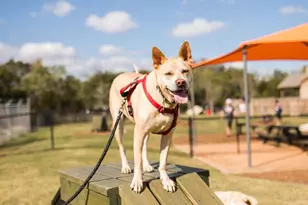 289 Jates Fld Bnd, Liberty Hill, TX 78642 - Photo 4