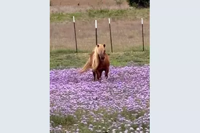 3083 Hwy 138, Florence, TX 76527 - Photo 28