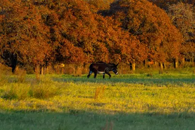 Tbd Tx-123, Seguin, TX 78155 - Photo 12