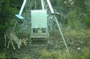 3026 Pursley Rd, Dripping Springs, TX 78620 - Photo 38