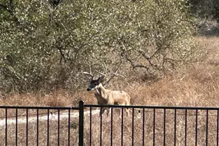 2009 Nature View Loop, Driftwood, TX 78619 - Photo 26