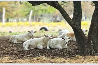 387 Black Watch Lane, Lockhart, TX 78644 - Photo 2