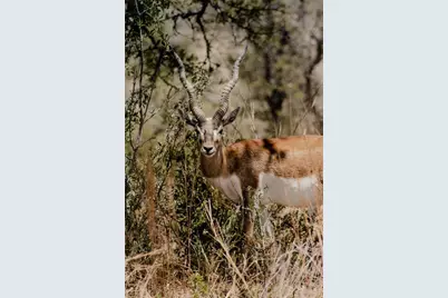 Lot 13 Ridgeway Trail, Johnson City, TX 78636 - Photo 10