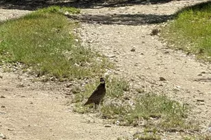 00 Angel Light Dr Dr, Spicewood, TX 78669 - Photo 10