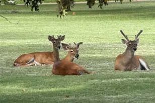 317 Home Pl Ln, Salado, TX 76571 - Photo 16