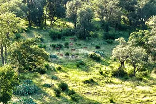 Lot 4 Cr 220, Briggs, TX 78608 - Photo 2