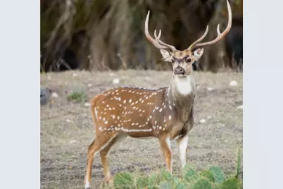 Lot 8 Maddalena Lane, Dripping Springs, TX 78620 - Photo 8