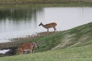 236 Egret Ln, Austin, TX 78737 - Photo 38