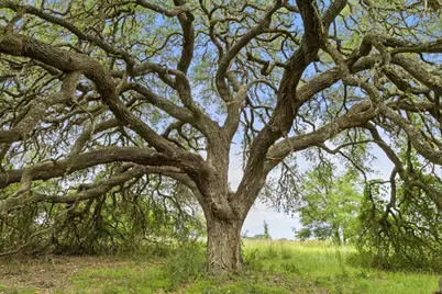 1198 N Walnut Springs Road, Johnson City, TX 78636 - Photo 16