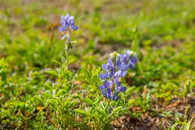 Lot 50 Mountain Laurel Lane, Spicewood, TX 78669 - Photo 32