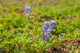 Lot 50 Mountain Laurel Ln, Spicewood, TX 78669 - Photo 32